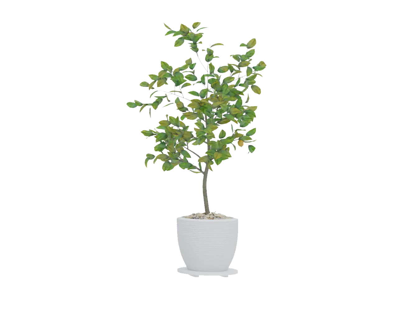観葉植物