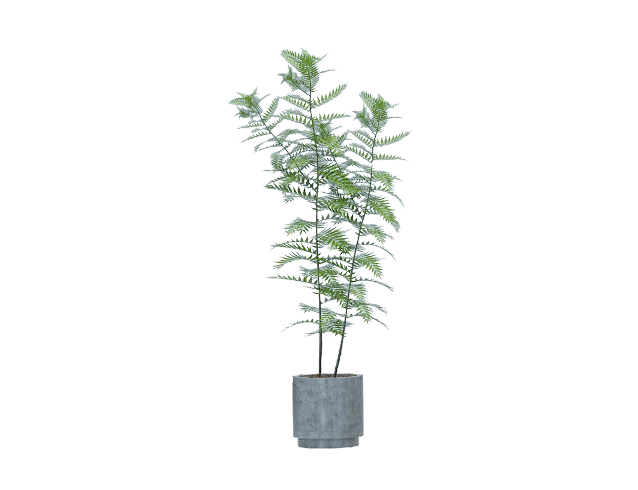 観葉植物