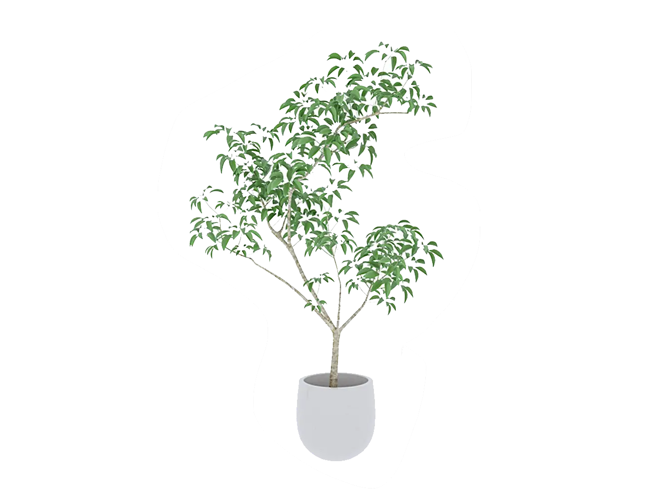 観葉植物